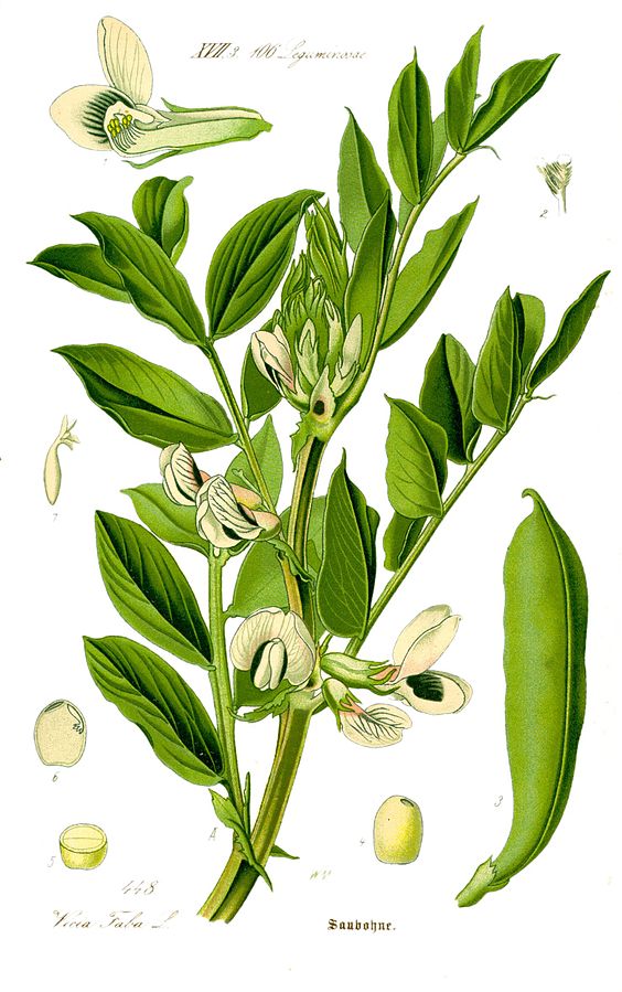 atremorine composition vicia faba